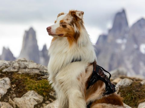 From Monogrammed Linen to a Dog Harness: A Short History of Personalised Goods Dog wearing a harness outdoors