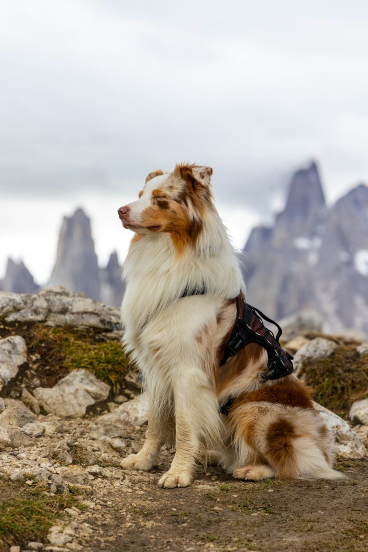 From Monogrammed Linen to a Dog Harness: A Short History of Personalised Goods Dog wearing a harness outdoors
