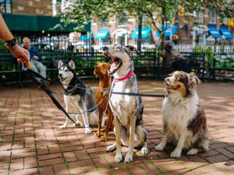 What a Print Proof Teaches You About Ordering a Personalised Dog Leash Dog on a leash during a walk