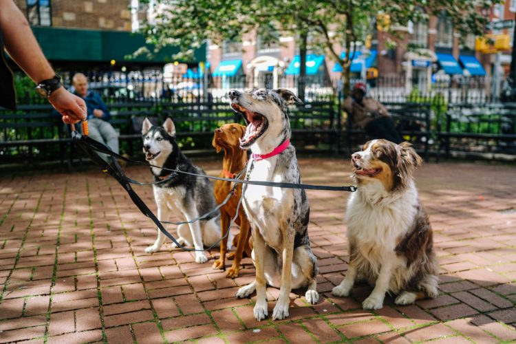 Dog on a leash during a walk