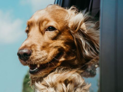 Pet Accessories Singapore Families Can Personalise for a Deepavali Open House Happy dog outdoors