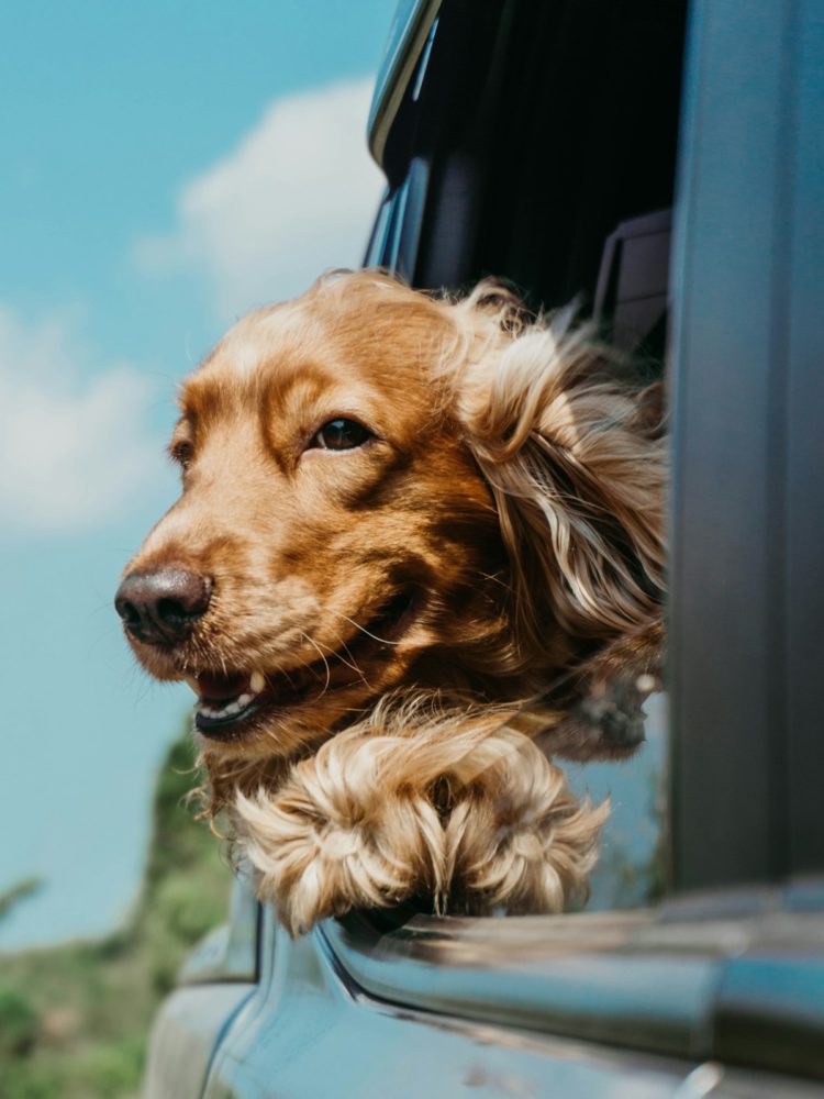 Happy dog outdoors